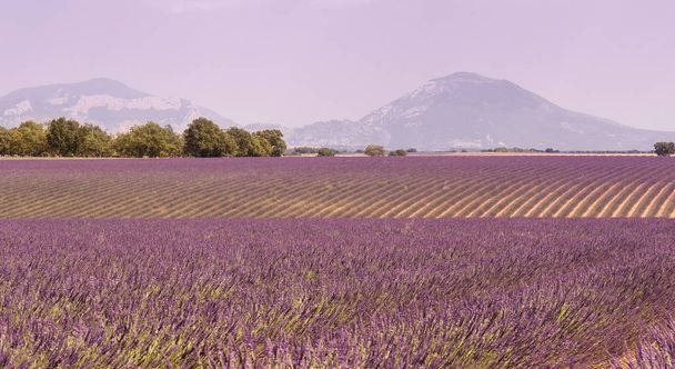 Lavendelfelder in der Provence. Südfrankreich - Foto, Bild