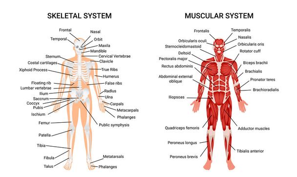 Plakat zum menschlichen Muskelskelettsystem - Vektor, Bild