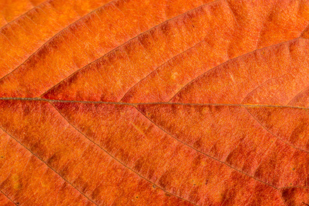 Upadły czerwony liść i jego żyłach liści - Zdjęcie, obraz