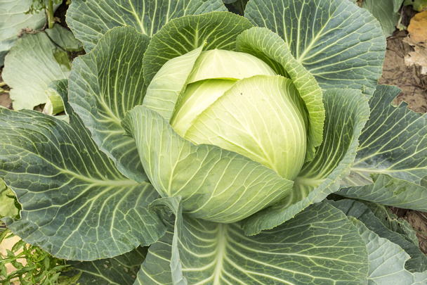 green cabbage growing on the field - 写真・画像