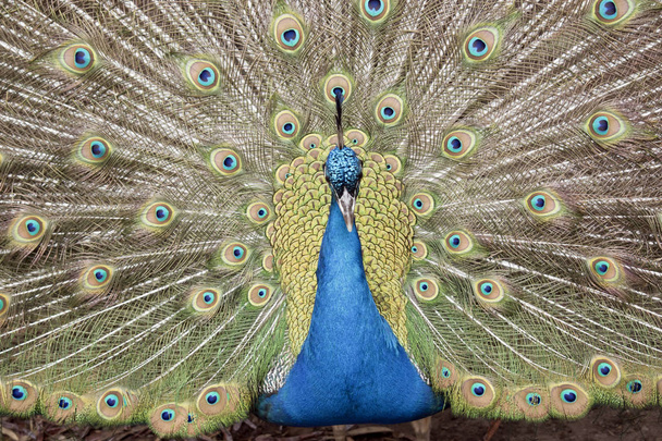 pavo real mostrando plumas
 - Foto, imagen