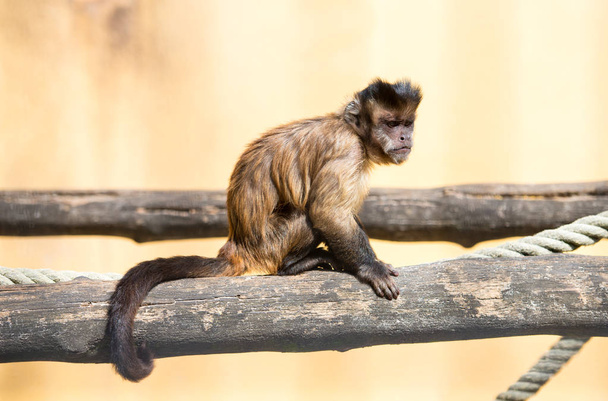 μαϊμού στο ζωολογικό κήπο που έχει τη διασκέδαση - Φωτογραφία, εικόνα