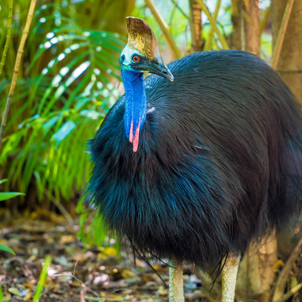 Portrait d'oiseau casoar, originaire des forêts tropicales de Nouvelle-Guinée et du nord-est de l'Australie
. - Photo, image