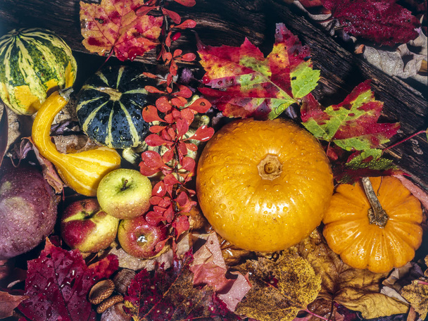 Bodegón de otoño
 - Foto, imagen