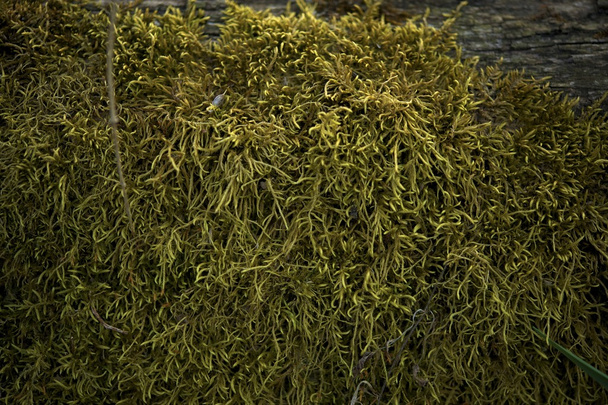 moss のクローズ アップの背景 - 写真・画像