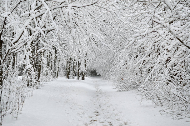 Drzewa pokryte śniegiem w ogrodzie zimowym - Zdjęcie, obraz