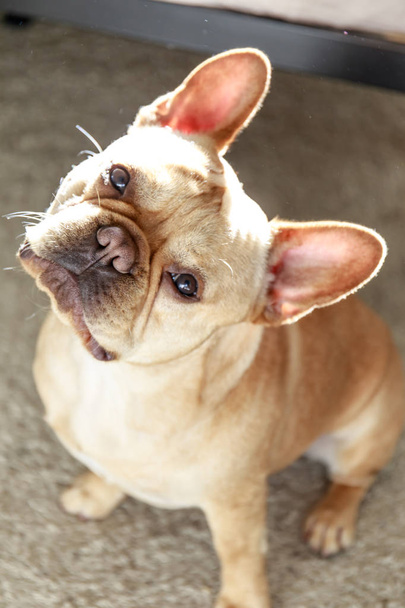 French Bulldog tilts his head to the side with care and engagement (according to science). "Frenchie" sitting and head-tilting. - Foto, Imagen