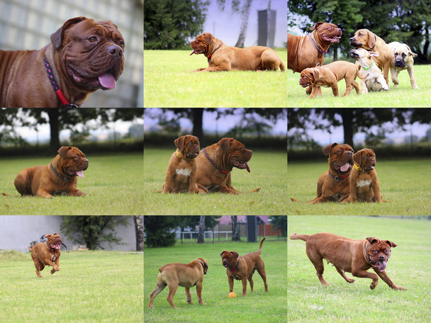 Big dog - French mastiff - Dogue de Bordeaux  - Photo, Image