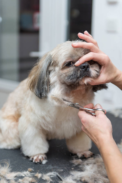 груминг собак Ши-Цзы размножаются в профессиональном салоне
 - Фото, изображение