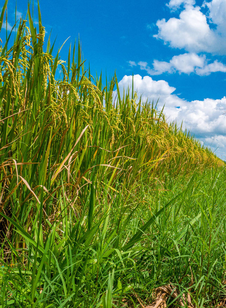 Close-up van rijst veld. Prachtige groene rijstvelden werden gedraaid int - Foto, afbeelding