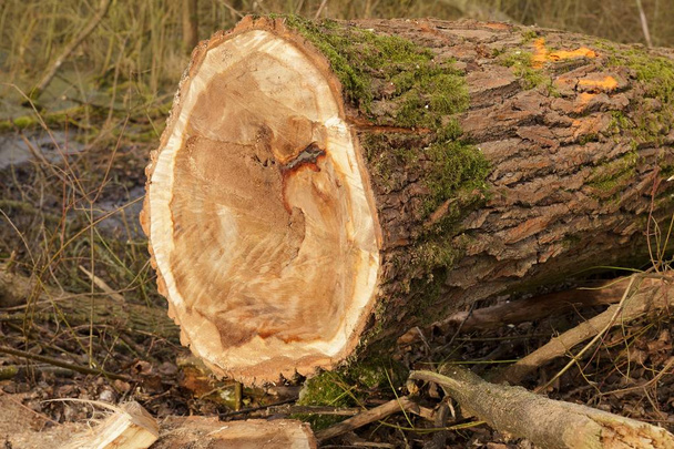 伐採木のクローズ アップ ビュー - 写真・画像