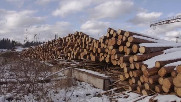 viele gefällte Bäume mit Schnee bedeckt an einem sonnigen Wintertag - Filmmaterial, Video