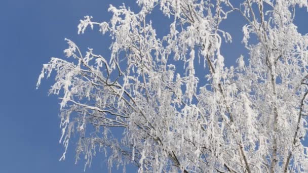 Mrożone gałęzi drzewa brzoza pokryte puszystym śniegu - Materiał filmowy, wideo