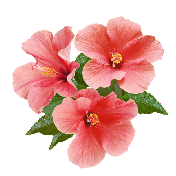 rosa Hibiskusblüten und -knospen - Foto, Bild