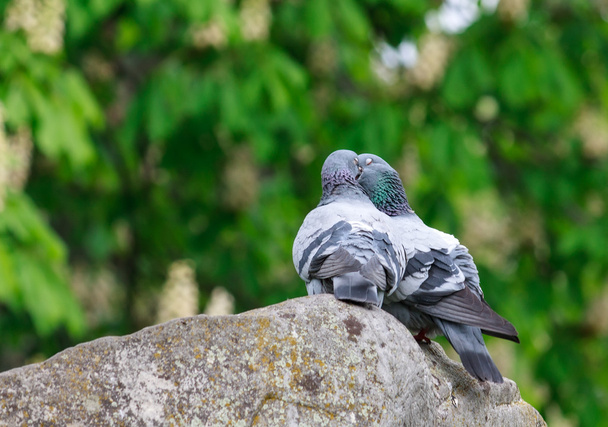 Two doves in love - Photo, Image