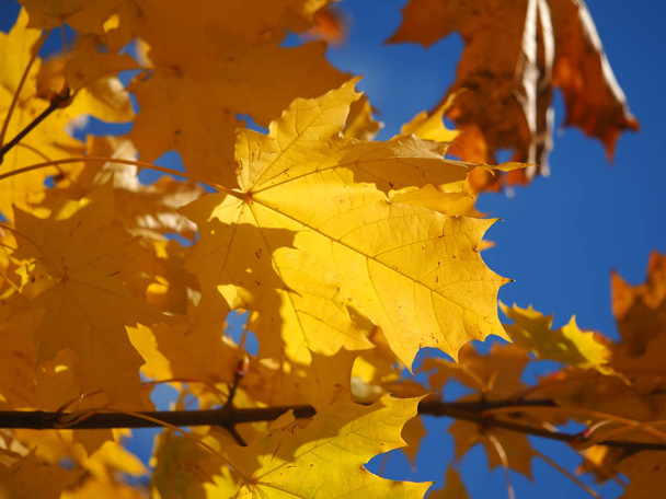 yellow maple leaves on a tree - Fotó, kép