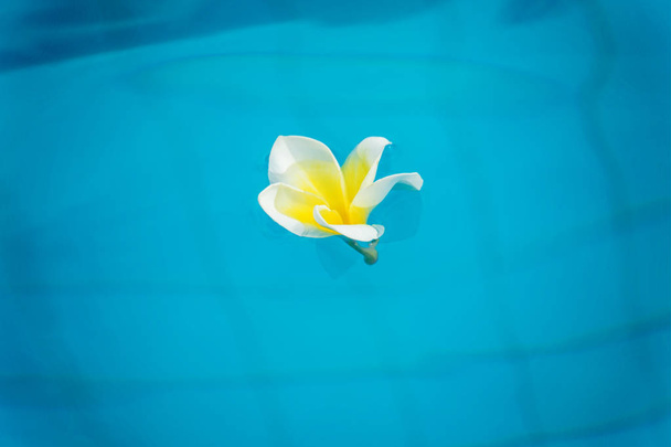 beautiful tropical flowers float on the surface of the water, bright expressive flower in the tropics. - Foto, afbeelding