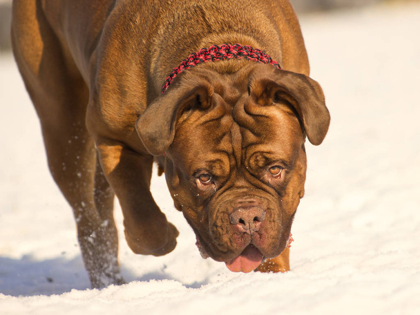 Big dog - French mastiff - Dogue de Bordeaux  - Photo, Image