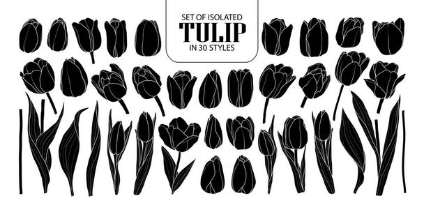 Set of isolated silhouette Tulip in 30 styles. Cute hand drawn f - Вектор,изображение