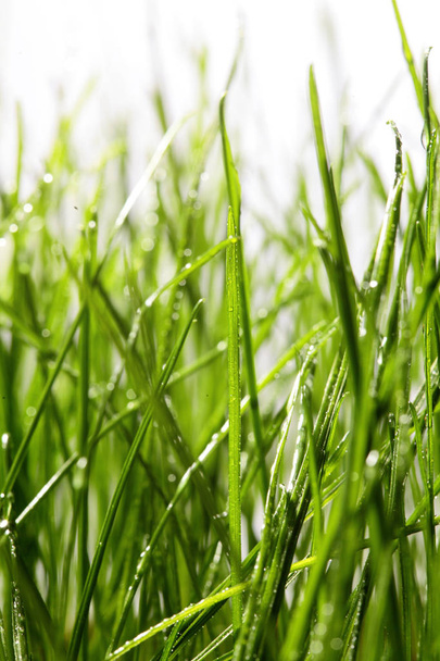 Green grass with dew water drops close-up with sun beam.Spring background. Concept spring sunny mood - Foto, imagen
