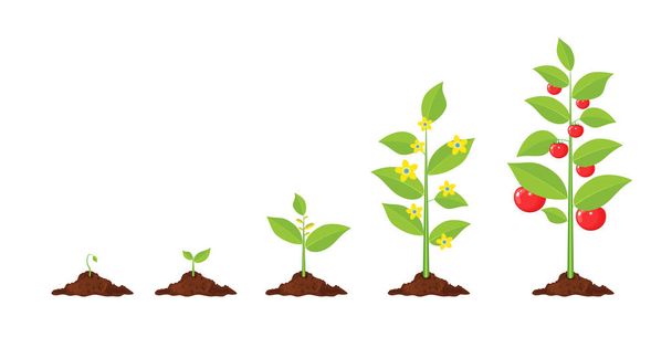 Growth of plant, from sprout to vegetable. - Vector, Image