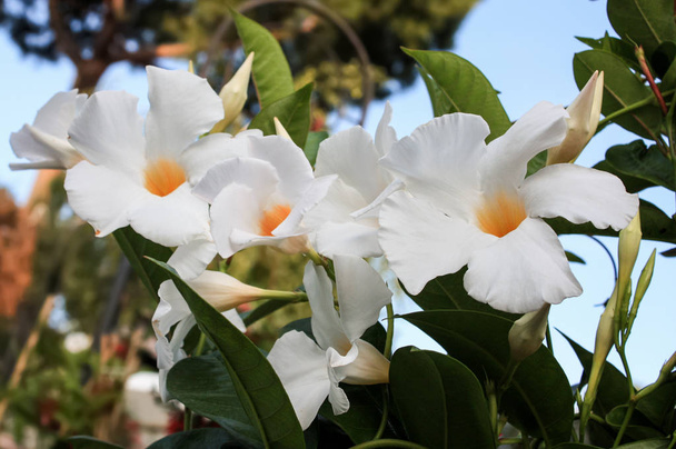 Witte Mandevilla bloemen - Foto, afbeelding