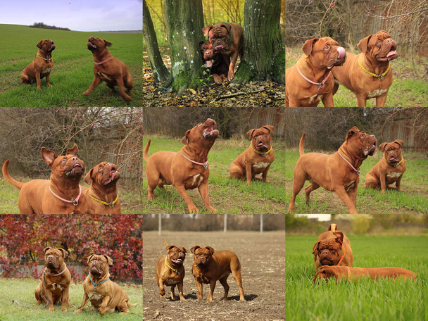 Велика собака - французький мастиф - Dogue-де-Бордо  - Фото, зображення