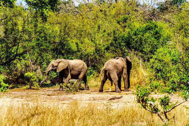 Ελέφαντες στο Olifantdrinkgat, μια τρύπα ποτίσματος κοντά σε Skukuza υπόλοιπο στρατόπεδο, στο εθνικό πάρκο Κρούγκερ στη Νότια Αφρική. Ένα από τα δύο ούρηση αφού ήπιαν πάρα πολύ νερό - Φωτογραφία, εικόνα
