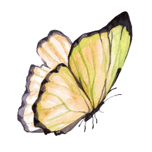 Watercolor image of a butterfly on a white background. - Fotó, kép