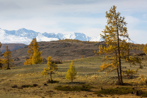 Pohled na podzimní les na hoře Chuya severní hřeben altajské republice, Rusko. - Fotografie, Obrázek