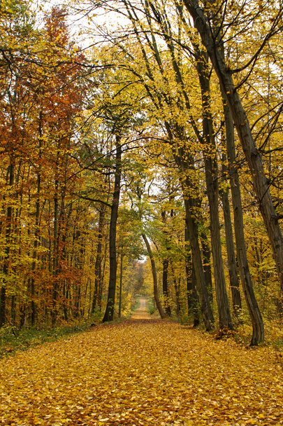 Autumn Forest - Foto, Imagen