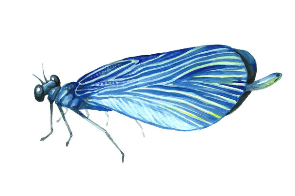 Watercolor image of a sitting dragonfly. - Φωτογραφία, εικόνα