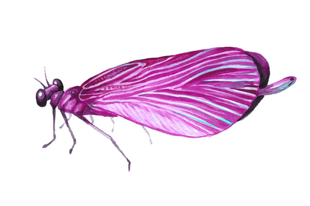 Watercolor image of a sitting dragonfly. - Fotó, kép