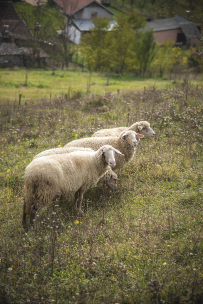 Rebanho de ovelhas em um dia ensolarado
 - Foto, Imagem