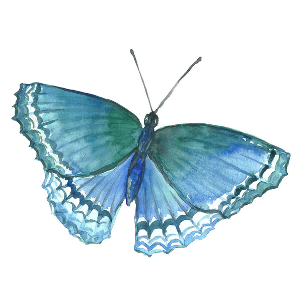 Watercolor image of a butterfly on a white background. - Foto, imagen