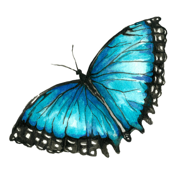Watercolor image of a butterfly on a white background. - Foto, imagen
