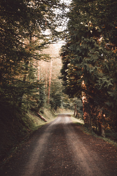 Strada rurale in idilliaca foresta verde
 - Foto, immagini