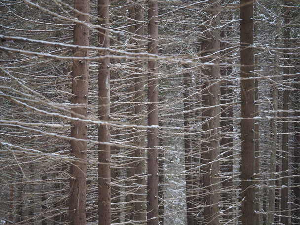 spruce forest in winter - Fotoğraf, Görsel