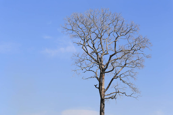 Ramo di albero morto su sfondo cielo blu
. - Foto, immagini