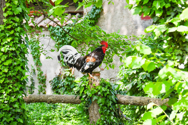 петух на ферме - Фото, изображение