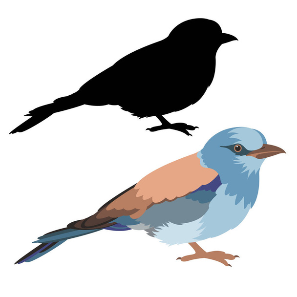 Rolka ptak wektor ilustracja płaski czarny sylwetka  - Wektor, obraz