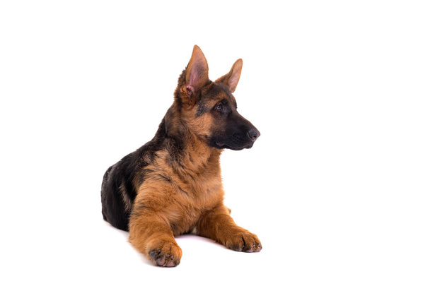 Cachorro pastor alemán
 - Foto, Imagen