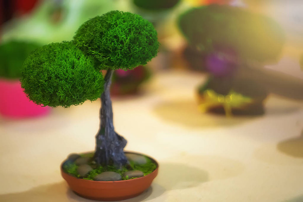 a small green tree in a pot. - Photo, Image