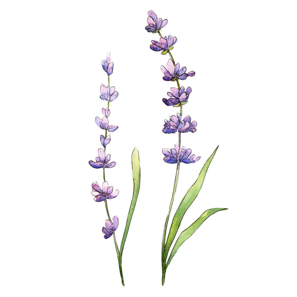 Wildflower lavendel bloem in een aquarel stijl geïsoleerd. - Foto, afbeelding