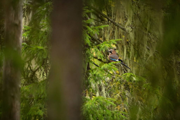 Garrulus glandarius. Mid-sized bird. Finnish nature. Karelia in Finland. Bird on the tree. - Photo, Image