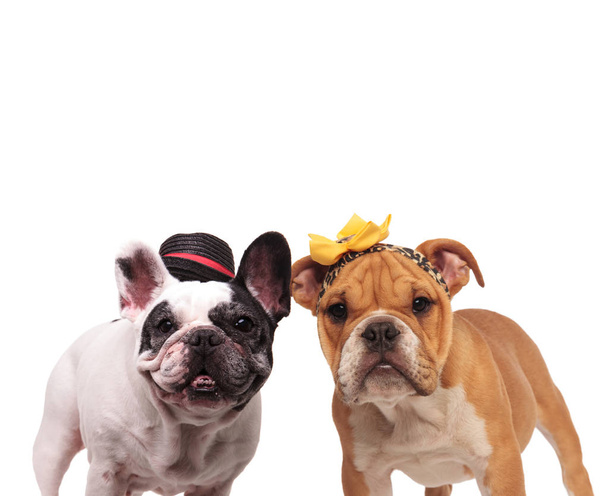 happy french end english bulldogs wearing costumes standing toge - Φωτογραφία, εικόνα