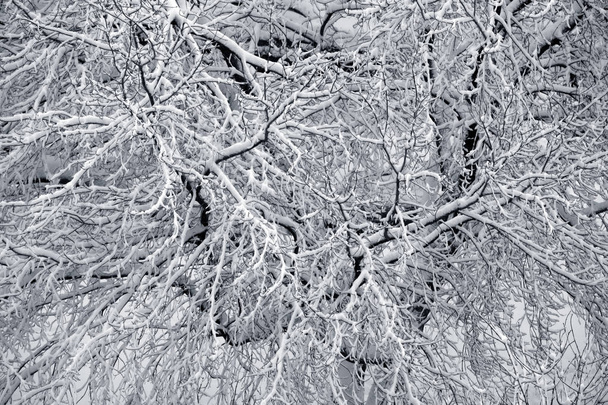Зимові гілки вкриті снігом
 - Фото, зображення