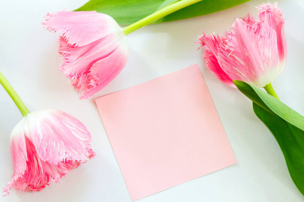 Pink tulips on a white background. Space for text. Postcard - Zdjęcie, obraz