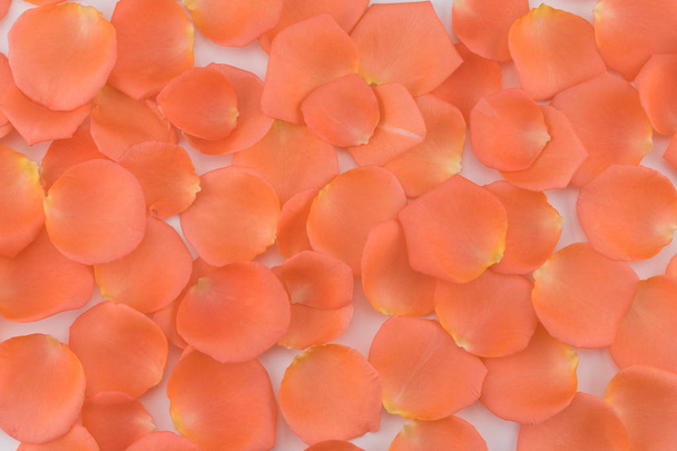 オレンジ色のバラの花びらの背景 - 写真・画像
