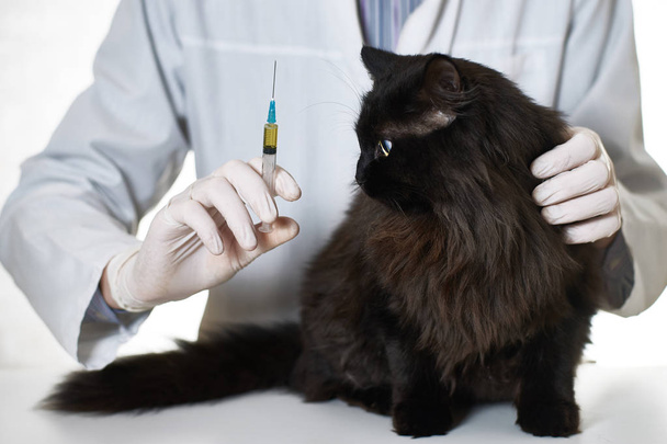 Sick cat at a doctor's appointment                                - 写真・画像